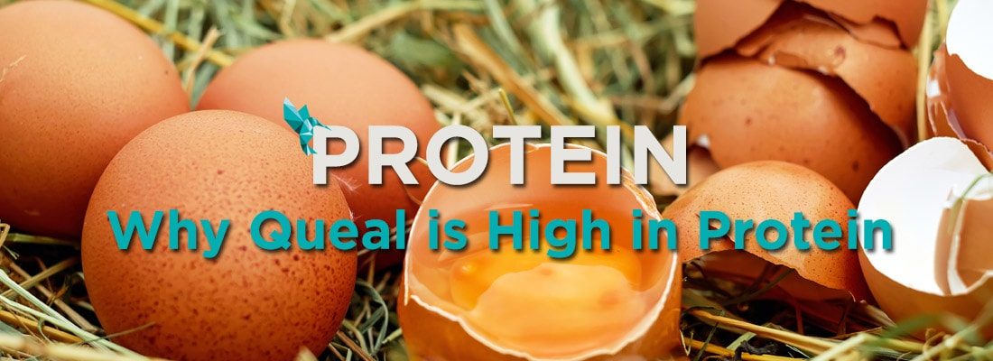 Protein in Queal